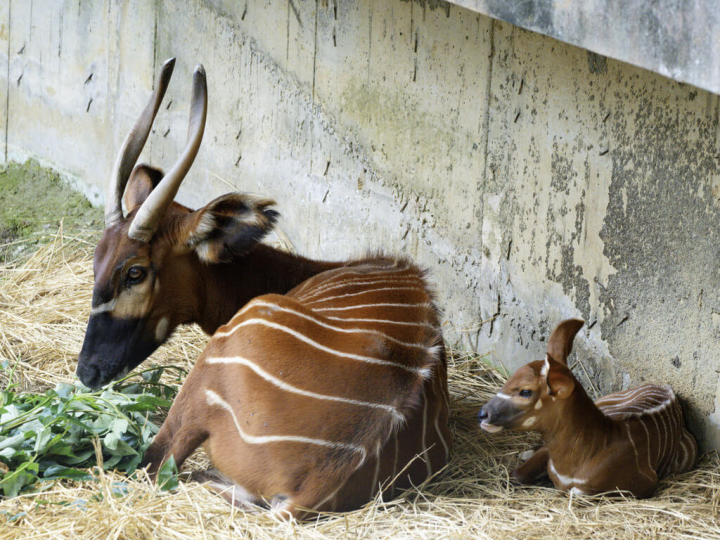 台北市立動物園27日宣布好消息，斑哥羚羊「蘭雅」5日再度產下寶寶，因生日逢元宵節，保育員就將寶寶取名為「元宵」。（台北市立動物園提供）