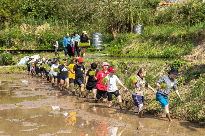 國家兩廳院16日表示，兩廳院集合青銀共創計畫講師與學員，在清晨的陽明山上透過身體力行，捲起褲管讓雙腳踩入水田中，親身體驗農民插秧工作，感受耕種辛勞與豐收喜悅。（兩廳院提供）