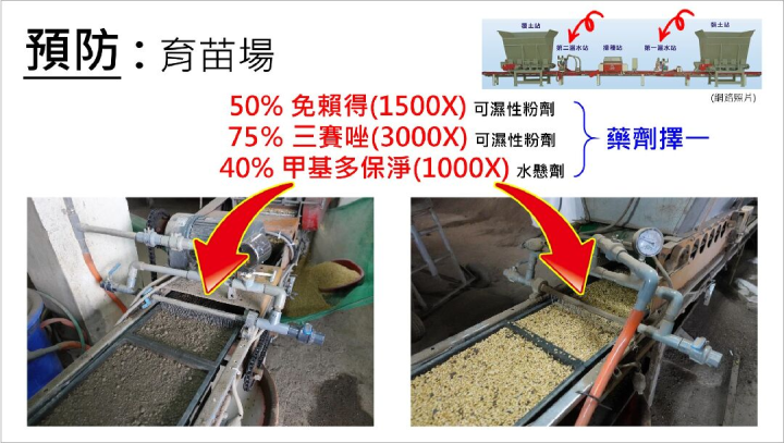 苗盤播種過程中施用稻熱病防治藥劑時機