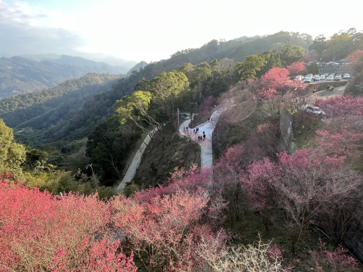 苗栗縣協雲宮海拔高度約700公尺，周邊栽種3000多株櫻花，每逢櫻花綻放時節，沿著山徑「粉紅大爆發」，近年成為熱門賞櫻景點。