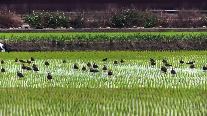 雲林縣野鳥學會近日公布今年小辮鴴普查結果，創15年來調查數量新高，全國各地鳥友與志工回報總數共1萬1231隻。圖為出現在雲林水田的小辮鴴。（民眾提供）