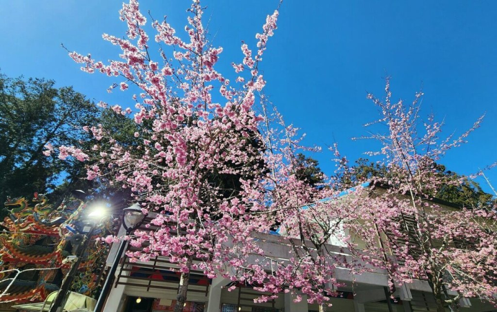 阿里山國家森林遊樂區櫻花盛開，228連假預估吸引大批民眾上山賞櫻，嘉義林管處表示，阿里山公路設有臨時接駁站，將於4天連假免費接駁遊客往返阿里山入口轉運站。（嘉義林管處提供）