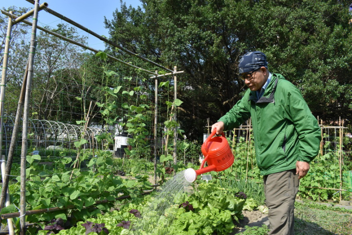 被稱為「新北最貴菜園」的「稼日蒔光新板可食地景」園長黃廷彬仔細為農作物澆水，他說，許多農民會種萵苣、茄子、豆科與高麗菜等。