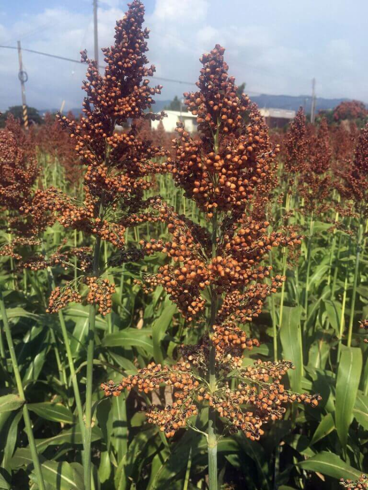 近年數次停灌凸顯水資源重要，苗栗區農改場在苑裡鎮辦理栽種釀酒高粱推廣活動，可省水8成並省工7成，且除了田間收益之外，搭配稻作4選3政策還可請領獎勵金。（苗栗區農會提供）