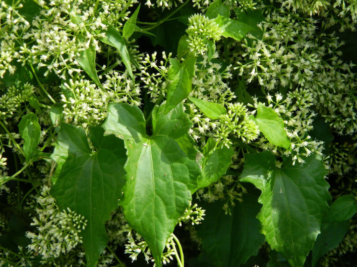 南投林區管理處1日表示，小花蔓澤蘭是世界百大外來入侵種之一，為極具威脅性世界級惡性雜草，6日起每週一上午將在南投、彰化、雲林所屬站點辦理收購作業。（南投林管處提供）