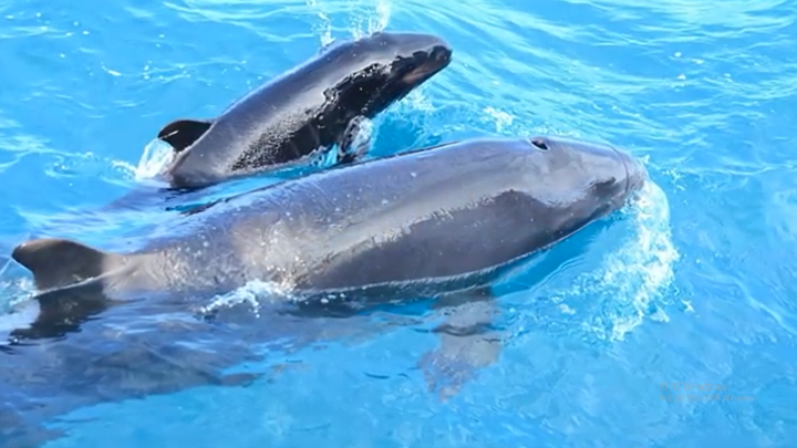 抹香鯨π計畫首航 遇偽虎鯨群還見鯨寶寶賣萌(圖取自中央社影音)