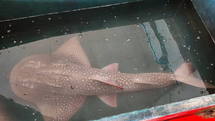台東縣成功鎮有漁民捕獲罕見的波口鱟頭鱝，被魚販陳文榮購買後先安置在池裡，觀察牠穩定後，8日傍晚予以野放，讓牠重回大海懷抱。（鯊魚黑幫提供）