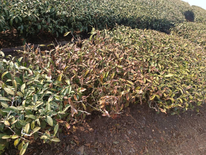 高雄乾旱導致茶樹出現枯枝及新芽數減少，受災逾2成。因災損達現金救助門檻，市府農業局表示，六龜、茂林、美濃、桃源及那瑪夏區4月1日起受理農民申報。（高雄市農業局提供）