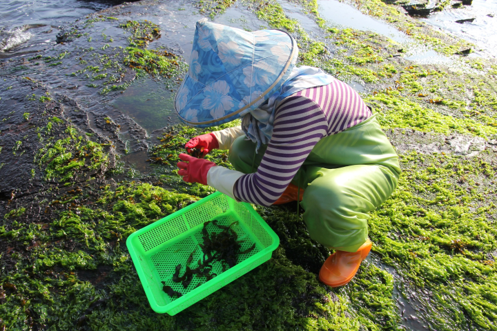 海女辛苦採摘小海帶