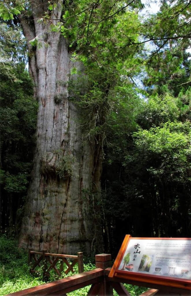 阿里山國家森林遊樂區設置水山療癒步道，將於11日揭幕啟用，步道上設置水山巨木平台（圖）等療癒空間，以療癒解說柱搭配森遊阿里山APP語音解說。（嘉義林管處提供）