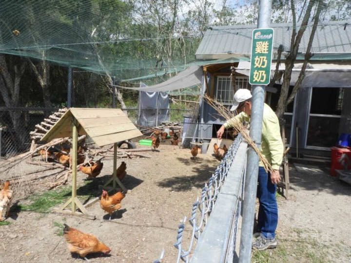 行政院農業委員會畜產試驗所花蓮種畜繁殖場與花蓮君達休閒農場合作，選出鬥雞與土雞雜交雞種，餵養香草複方飼料，培育出抵抗力強的「Gaea 格雅雞」，並技轉給君達休閒農場。