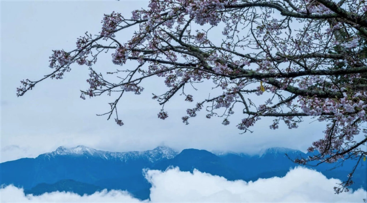 阿里山國家森林遊樂區祝山觀日平台27日染井吉野櫻盛開，又能遠眺玉山群峰積雪、大片雲海，令遊客興奮。（黃源明提供）