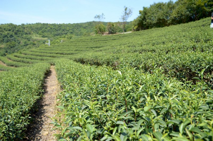 受2到3月乾旱影響，全台農業產物損失累計新台幣1億2738萬元，受損最嚴重作物為茶，累計損失1億445.8萬元。(圖：中央社)