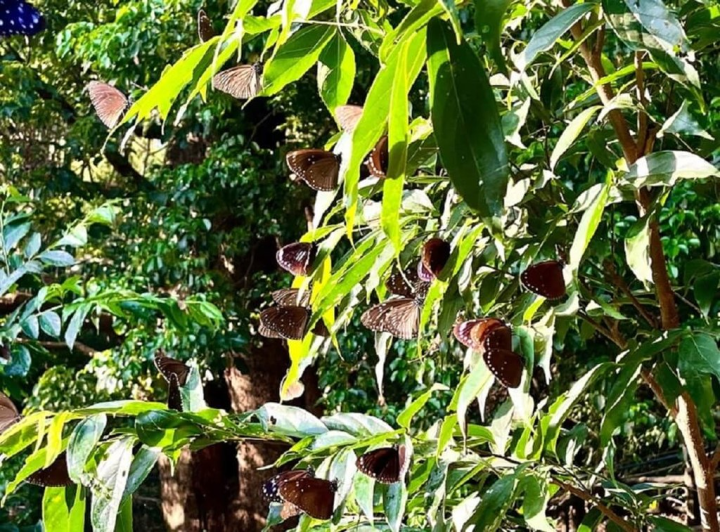 高雄茂林生態公園日前清晨出現大量蝶群，紫斑蝶群舞景觀，讓許多遊客驚嘆不已。（茂林國家風景區管理處提供）