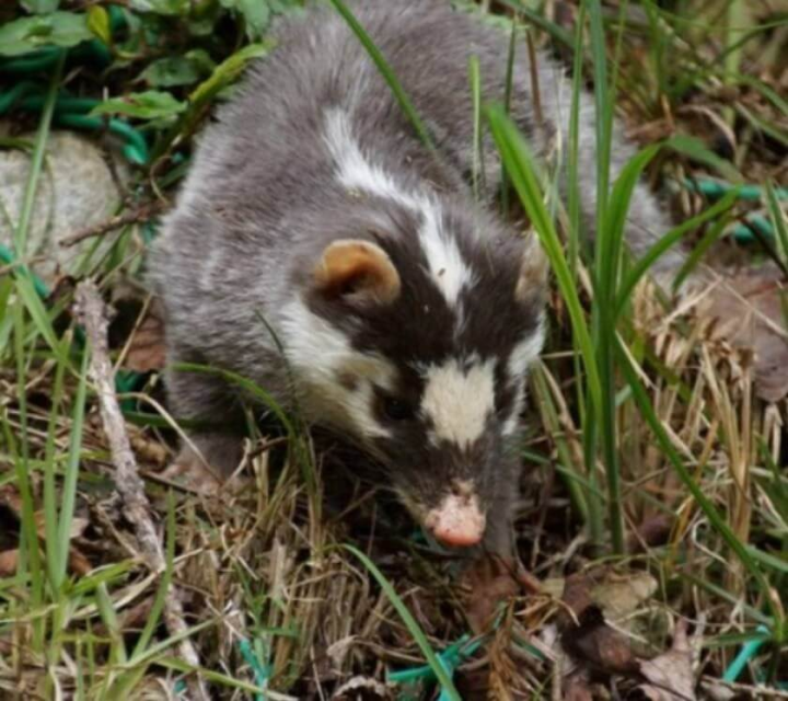 農委會首次在苗栗縣驗出鼬獾死亡後確診感染狂犬病。（圖取自苗栗縣動物保護防疫所網頁animal.miaoli.gov.tw）