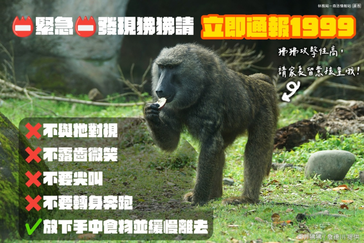 一隻來源不明的狒狒現蹤桃園，台北市立動物園專家23日表示，若太靠近或直視狒狒有可能被當成敵意，呼籲民眾遇到應保持距離。(圖:林務局臉書)