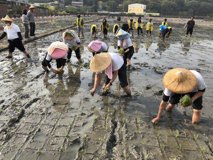 台中外埔區永豐里六分路旁農田設置約1.3公頃的「幸福台中悠遊水流東彩繪稻田」，將以5色稻秧編織多樣彩繪圖案，9日正式進行插秧，預計5月將可觀賞。（台中市農業局提供）