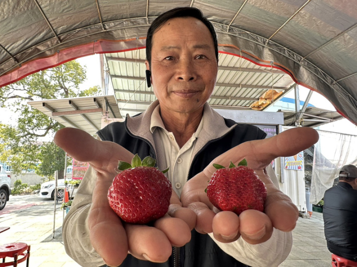 草莓農許明興耗時多年研發草莓新品種「優雪」 （右）及「黑鑽」（左），「黑鑽」的色澤相較優雪 更深，果肉口感Q，果實硬、耐運輸。