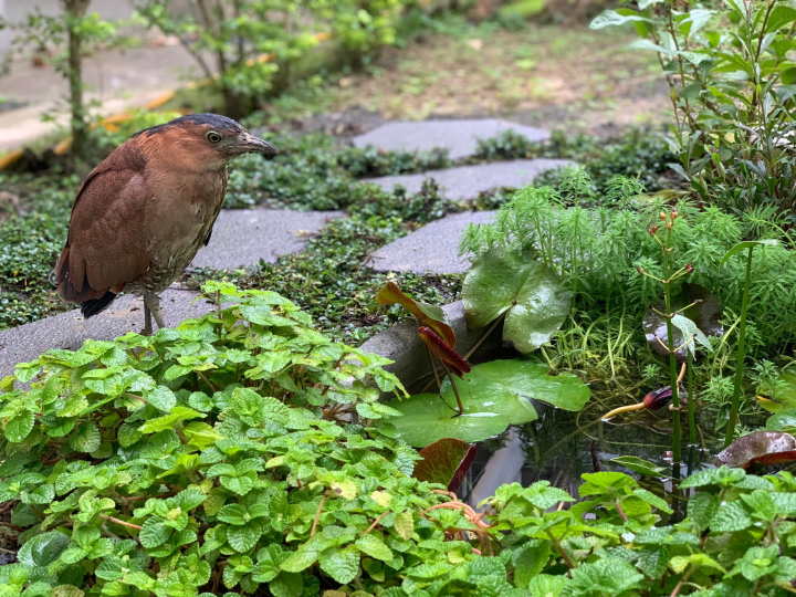 吉中非營利幼兒園中庭生態池訪客─黑冠麻鷺