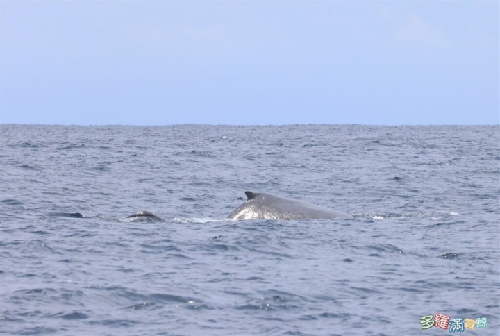 花蓮多羅滿賞鯨公司2023年展開抹香鯨π計畫，船隊19日上午出發不久後，就發現體長約13、14公尺的大翅鯨媽媽與一頭小寶寶，為了不驚擾到這對母子，船隻保持適當距離，也紀錄下軌跡和聲音。（多羅滿賞鯨公司提供）