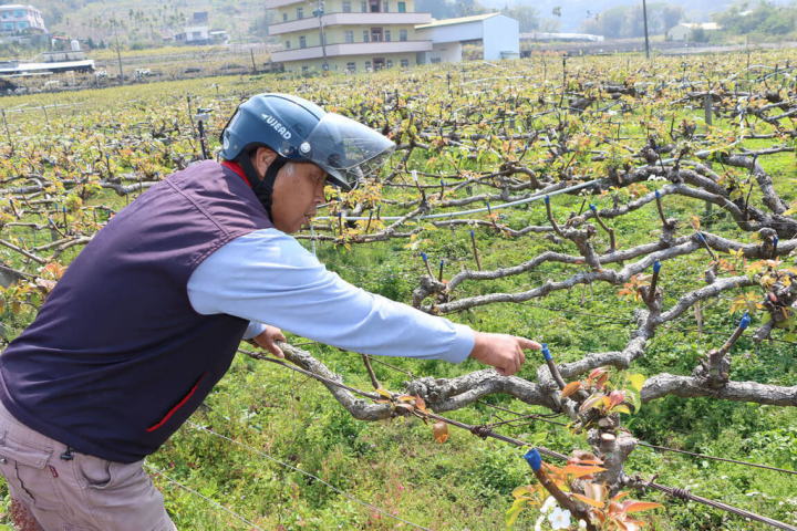 苗栗縣政府農業處指出，縣內高接梨種植面積約1256公頃，今年1、2月連續低溫、寒流影響嫁接成果，農民紛紛反映梨穗出現霜害、凍傷等災損情形，初步調查全縣受損面積逾5%，將報請農委會辦理現金救助。（苗栗縣政府提供）