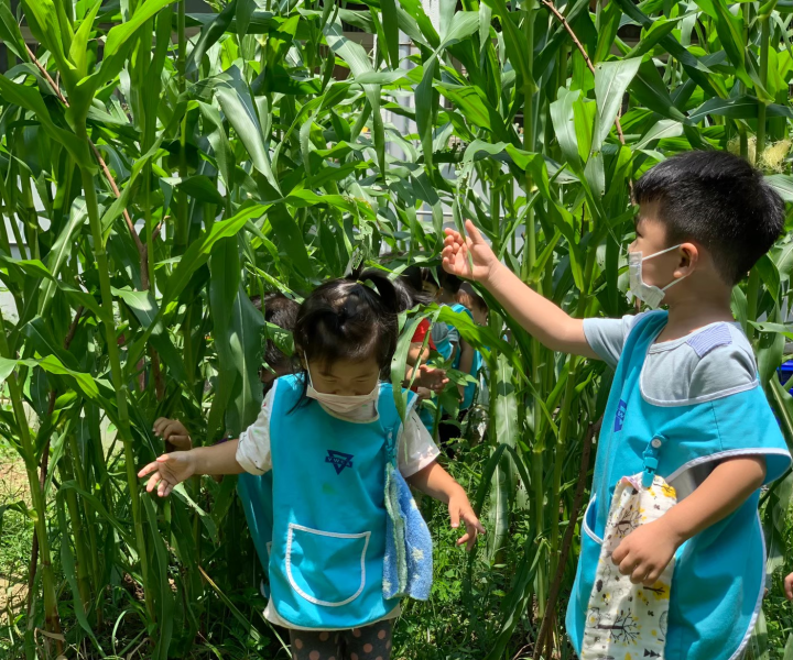 吉中園幼兒在中庭菜園探索玉米田