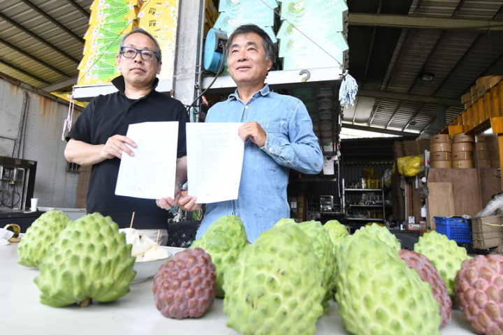 日本Okamoto商社副社長岡本俊一郎（左）25日參觀台東果農王志偉（右）釋迦果園，並簽訂合作備忘錄，預計3年採購1000個貨櫃。