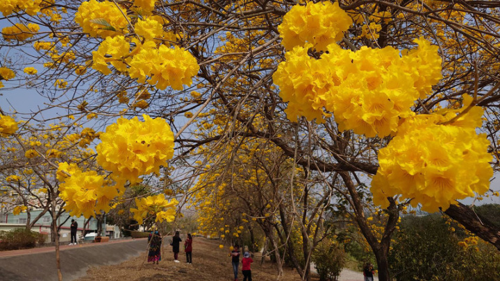 嘉義縣市交界的八掌溪兩側堤防栽植成排黃花風鈴木，近期盛開，吸引許多民眾前來賞花拍照。
