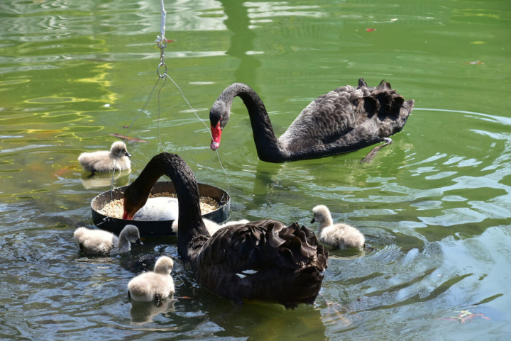 台中市七期秋紅谷景觀生態公園的一對黑天鵝，上個月喜獲5隻萌寶，成為公園裡的亮點。台中市建設局22日為寶寶們舉辦滿月活動，與民眾分享喜悅。（台中市政府提供）