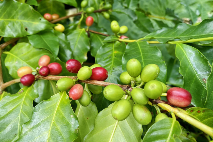 台南市東山區咖啡農陳小萍26日指出，咖啡渣利用方式多元，與曬乾的咖啡殼引火煙燻，確實有驅蚊蟲效果，但仍有安全因素考量，未來會考慮研發咖啡蚊香等相關文創品，對推廣本土咖啡產業也會有幫助。圖為咖啡豆。（陳小萍提供）
