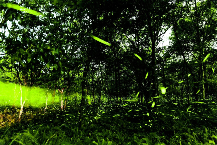 大農大富平地森林園區是每年全台最早出現螢火蟲的賞螢勝地，由花蓮林區管理處及社區等共同舉辦「螢漫平森~大農大富賞螢趣」活動，月底將迎來螢況及人潮高峰期，花蓮林區管理處加碼，宣布4月6日在園區內加開1場贈苗活動。（花蓮林區管理處提供）