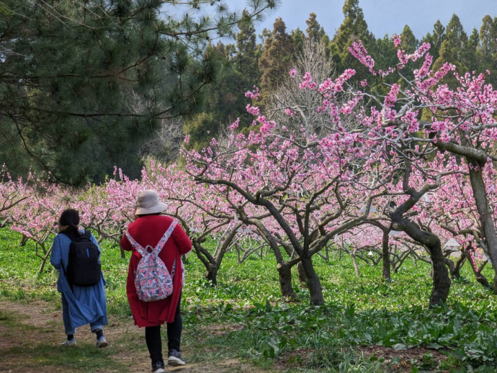 台中市福壽山農場3公頃的桃花園，目前桃花綻放，猶如進到十里桃林，相當美麗。（福壽山農場提供）