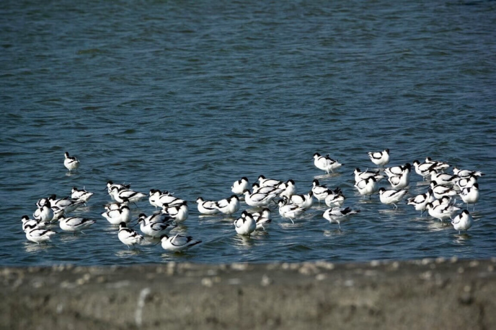 嘉義縣政府與雲嘉南國家風景區管理處今年首創「布袋濕地候鳥季元年」，歡迎民眾19日起至布袋濕地生態園區賞鳥，當地為候鳥度冬重要棲息地。（嘉義縣政府提供）