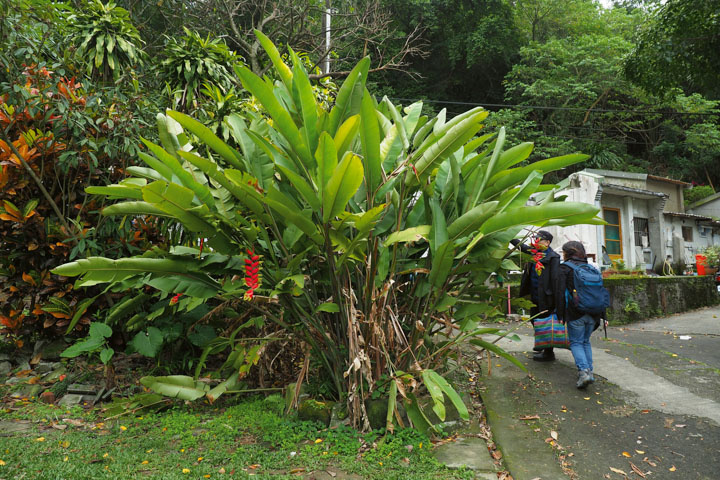 在路邊、公園就可以認識台灣青草。