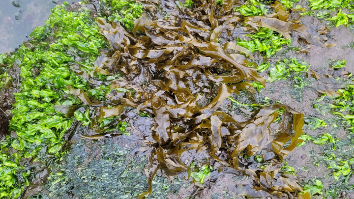 遍佈在礁岩上的小海帶