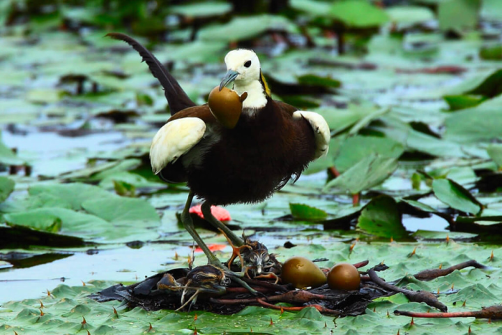 台南市農業局表示，台南市自民國110年起辦理瀕危物種及重要棲地生態服務給付推動計畫，將保育物種水雉、草鴞棲息農地與七股、安南區陸上魚塭等納入給付對象，今年林務局持續補助，市府將先於4月水雉繁殖期受理菱農水雉繁殖通報。（水雉生態教育園區提供）