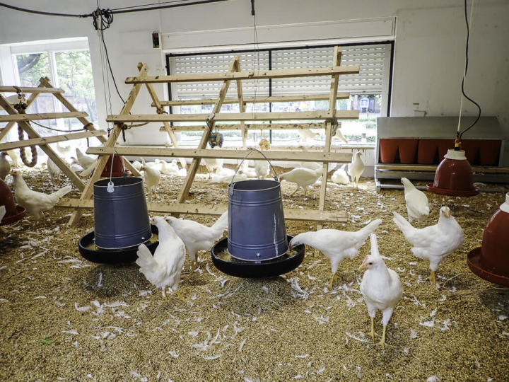 台北市立動物園表示，以動物福祉為原則打造的「快樂雞莊」將在26日啟用，預期2個月後日產量可達60顆，盼能進一步推動蛋農轉型友善飼養。（台北市立動物園提供）