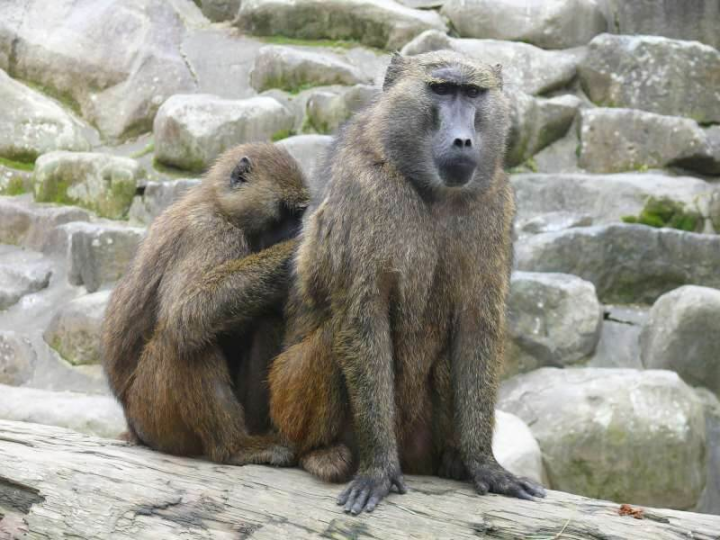 東非狒狒出沒桃園，林務局23日表示，狒狒是保育類動物，民眾不得私養。（圖取自愛台北市政雲服務網頁cloud.taipei）