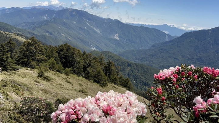 為迎接合歡山杜鵑花季，交通部公路總局第二區養護工程處表示，4月8日至6月11日辦理假日高乘載與流量管制措施，建議民眾多利用平日分流共乘或搭大眾運輸、接駁車賞花。（公路總局提供）
