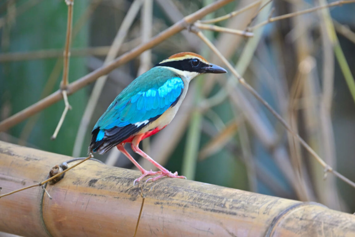 一隻台灣少見的夏候鳥八色鳥28日誤闖台南市中西區一家電子遊戲場，經熱心民眾送往台南市野鳥學會評估健康狀況後，29日帶到六甲山區野放。（台南鳥會提供）