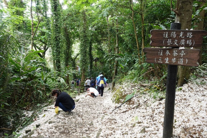 新北市觀光旅遊局表示，「2023新北客家桐花祭」15日將陸續展開7條桐花小旅行路線，結合小農市集及客家文化體驗活動。圖為往年三芝區「一桐旅行趣賞桐－雪毯集桐花」活動情景。（新北市府客家局提供）