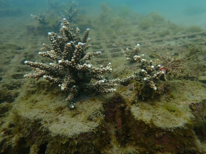 新北市政府漁業處在貢寮區和美漁港辦理珊瑚復育活動，復育人員3月潛水觀察時發現，珊瑚苗明顯增長2倍以上，呈現健康深色，珊瑚頂端新苗數量不少。（漁業處提供）