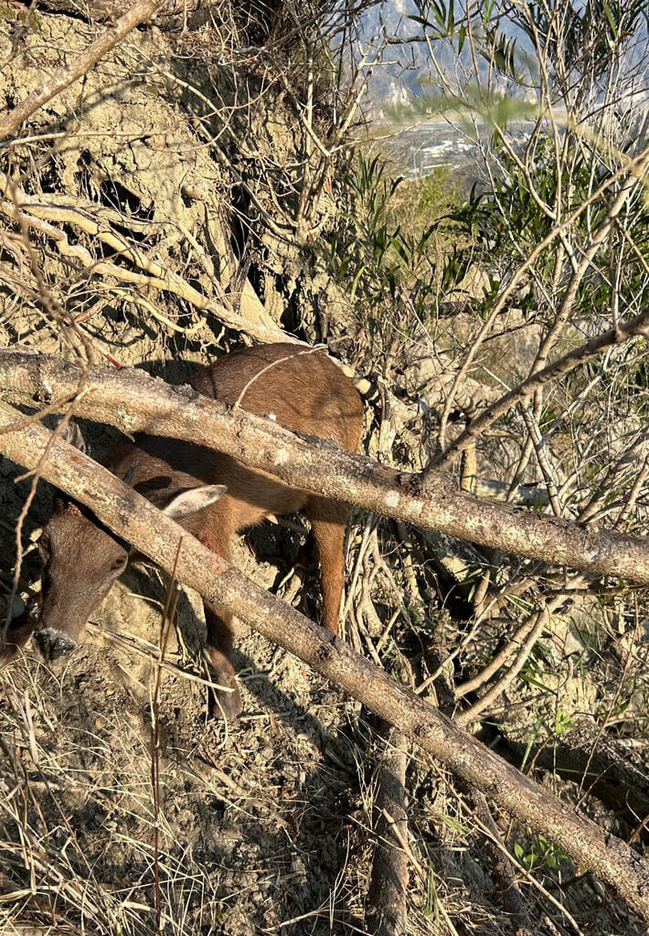 一隻台灣長鬃山羊在台東卑南鄉富源山「利吉惡地」被獵人設下的山豬陷阱困住無法動彈，保育志工林龍清發現後，與弟弟合力幫助長鬃山羊脫困。（民眾提供）