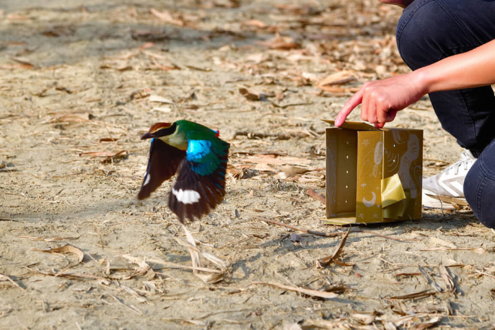 台南市野鳥學會28日接獲民眾在市區拾獲一隻疑似受傷的八色鳥，經檢查未發現傷勢後，29日到六甲山區將其野放。（台南鳥會提供）