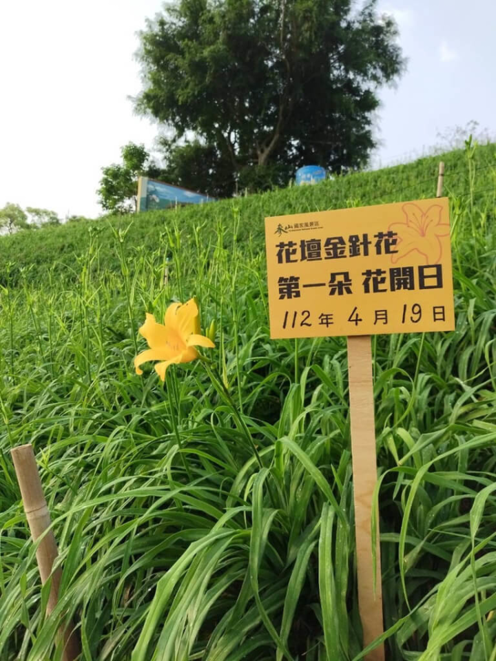 彰化縣花壇鄉虎山巖首朵金針花19日綻放，交通部觀光局參山國家風景區管理處表示，目前八卦山桐花盛開，虎山巖金針花將接力登場，歡迎民眾來賞花、吃美食。（參山處提供）