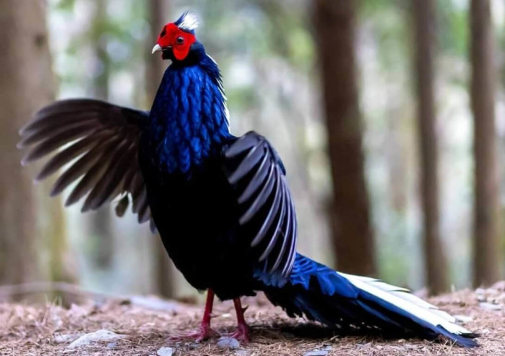 春季為藍腹鷴繁殖期，武陵農場有遊客發現藍腹鷴以張開雙翅的方式「鳳求凰」，大跳求偶舞，讓目睹民眾直呼太幸運。（武陵農場提供）