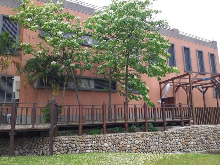 新北市觀光旅遊局表示，「2023新北客家桐花祭」15日將陸續展開7條桐花小旅行路線，結合小農市集及客家文化體驗活動。圖為往年舉辦的「三峽飛鳶山賞桐趣」活動。（新北市客家局提供）