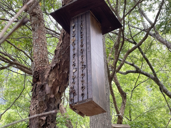 太魯閣國家公園管理處利用廢棄步道木材及修枝製作大小孔徑不一的「獨居蜂旅館」，放置在布洛灣台地，提供獨居蜂產卵。