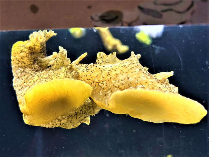 屏東海生館內規劃展示染斑海兔，近日飼育員驚喜發現海兔進行交配並產卵，海生館捕捉到可貴的交配畫面。（海景公司提供）