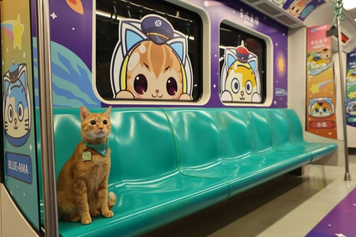 112年為高捷通車15週年，趁春假及兒童節連續假期，1日在美麗島站舉辦「蜜瑪連線歡樂同萌會主題彩繪列車首航及主題車站活動」，圖為站長蜜柑車廂宣傳照。（高捷公司提供）